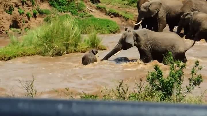 Слоны спасают слоненка.
