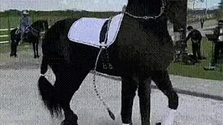 чёрная  лошадка