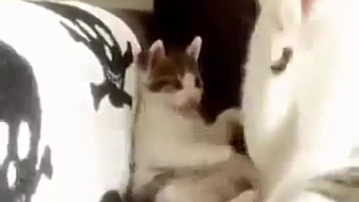 Котёнок учиться умываться у мамы