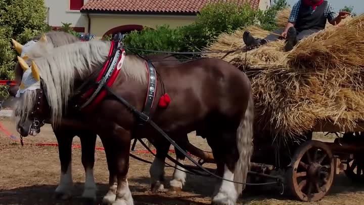 Посмотрите на Что Способна Самая Большая Лошадь в Мире