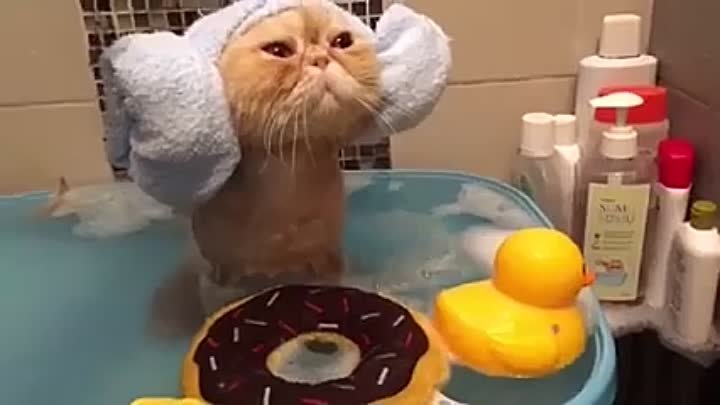 Котик идеально принимает ванну