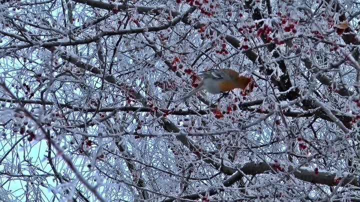 покормите птиц зимой!