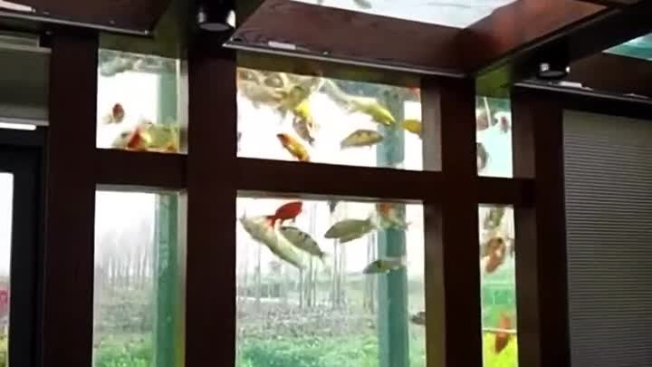 Окна-аквариумы