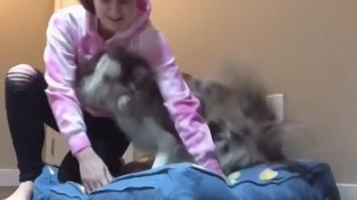 dog likes when woman near
