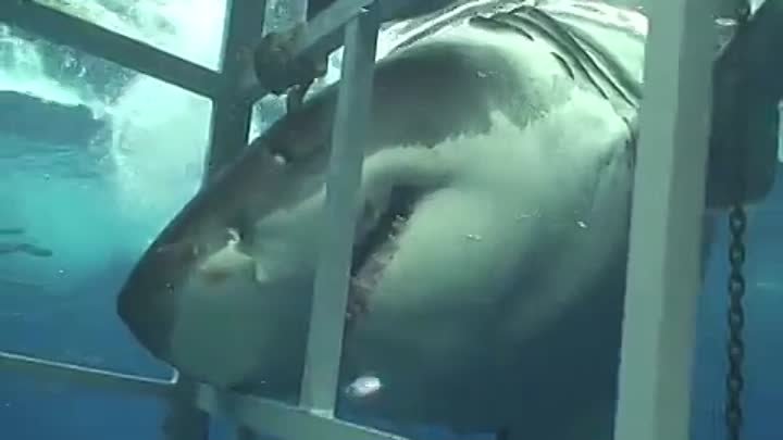 Большая белая акула атакует клетку, Гуадалупе Мексика.