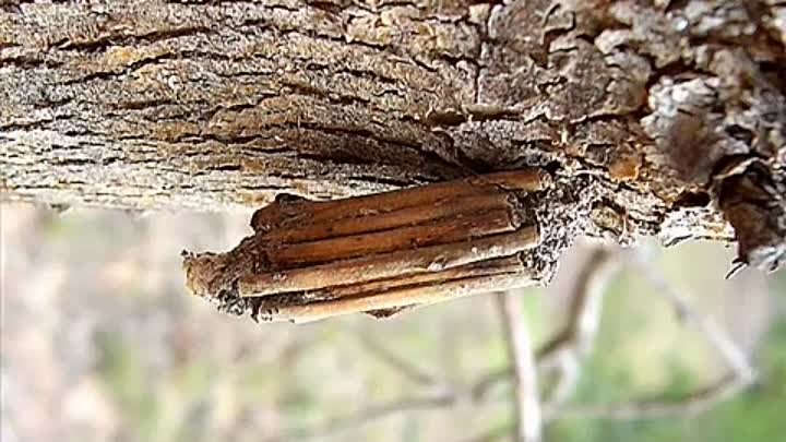 Гусеницы Bagworm Moth собирают веточки и нарезают их, чтобы построит ...