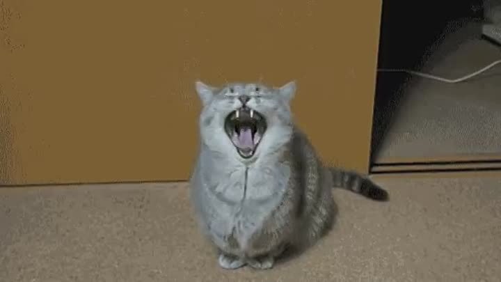 Этот кот поможет вам зевнуть от души! :)