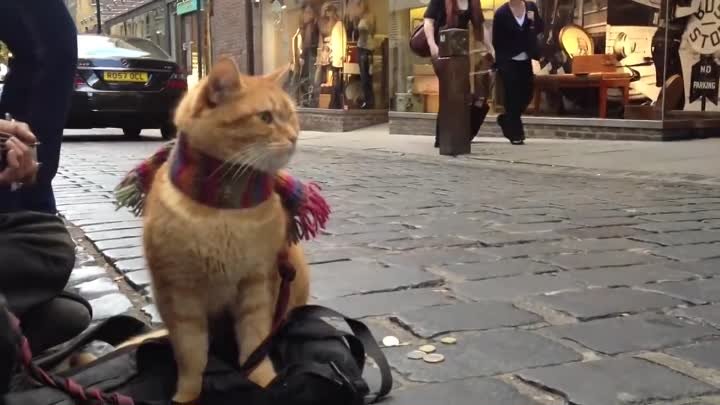 _A Street Cat Named Bob_ The Big Issue cat - iPhone 4s 1080p