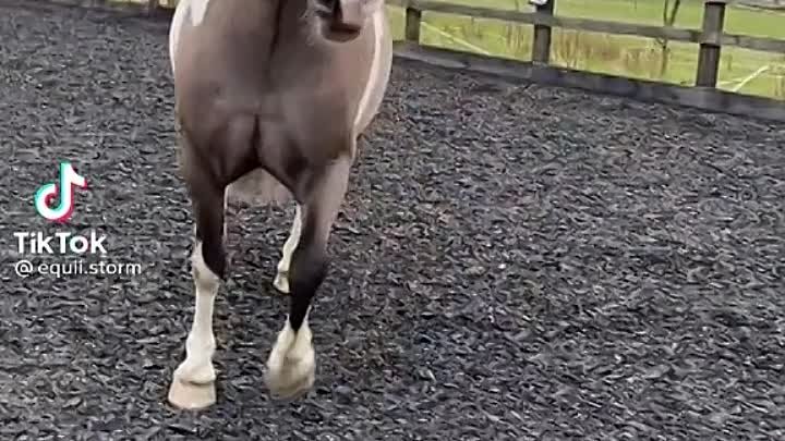 🐎