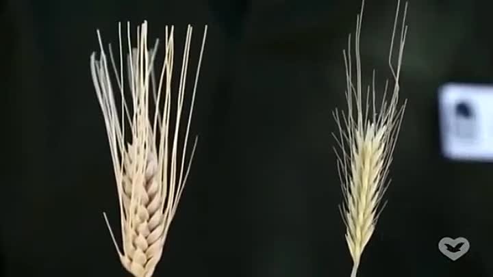 Плевелы или пшеница - кем вы являетесь_