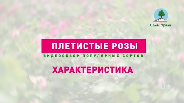 Плетистые розы: видеообзор с Александрой Миролеевой