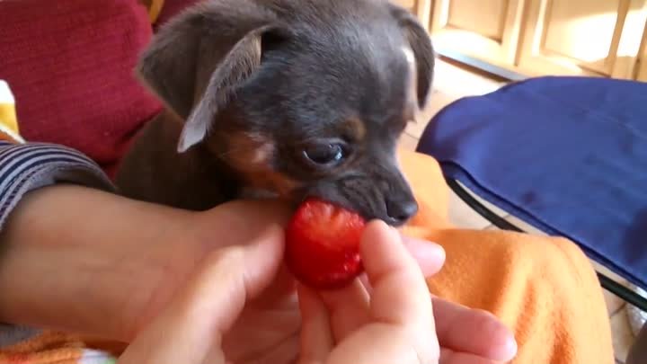 Собачка ест клубнику