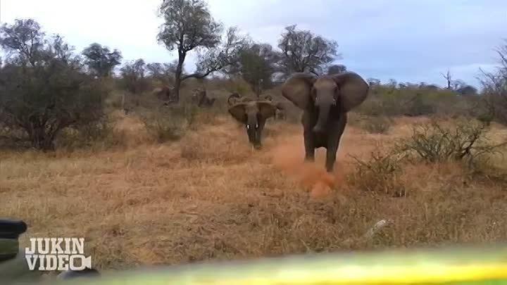 Слон атакует сафари джип.