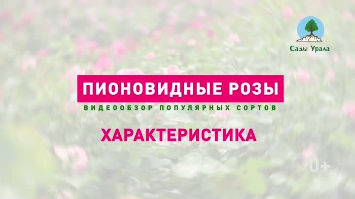 Пионовидные розы: видеообзор с Александрой Миролеевой