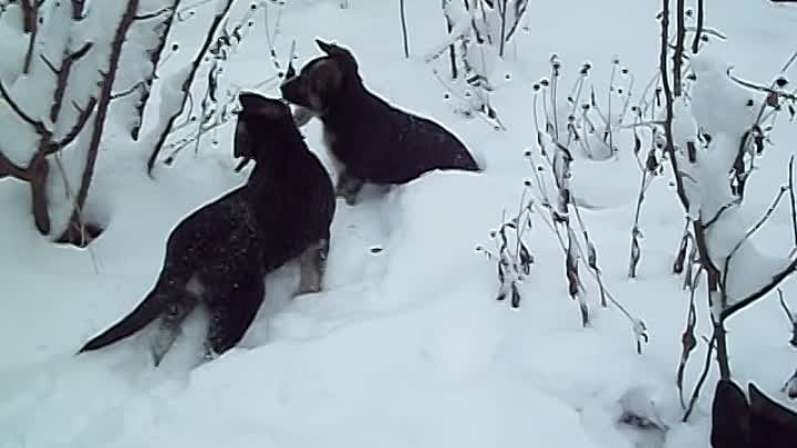 Зима вернулась! ВЕО-малыши. 07.02.2021