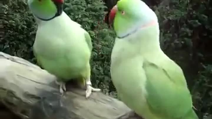 Диалог двух попугаев