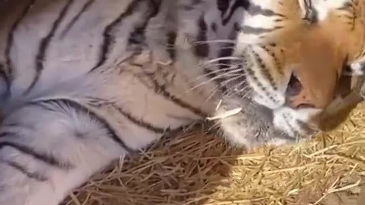 Когда-нибудь слышали, как мяукает тигр Смотреть со звуком!