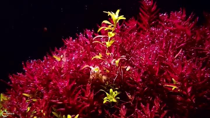 «Огонь трава» ТОП Красных аквариумных растений