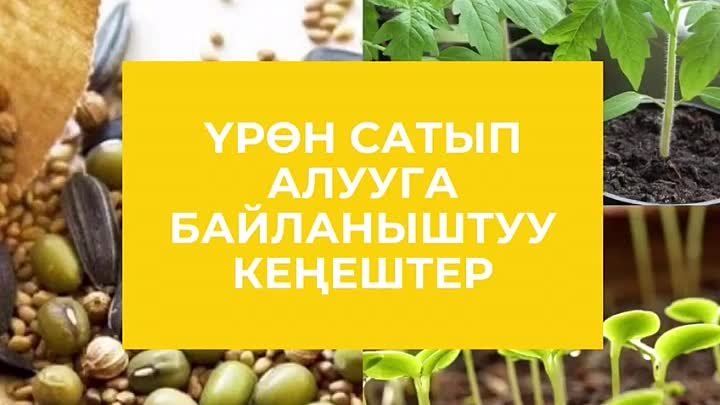 Үрөн сатып алууга байланыштуу кеңештер