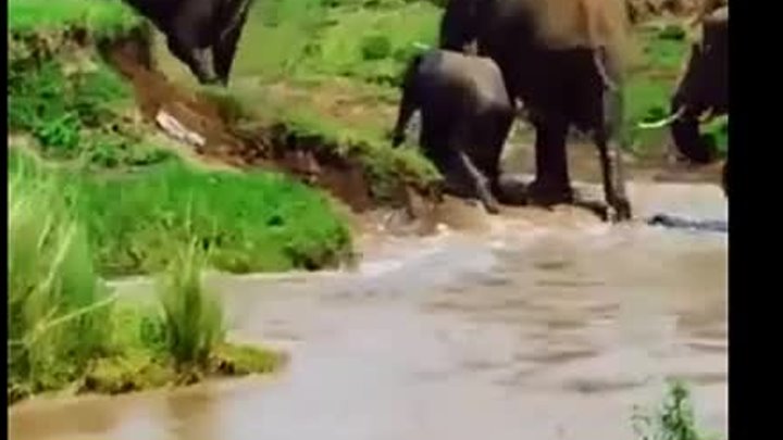 Слоненка унесло течением, только посмотрите, что делают остальные