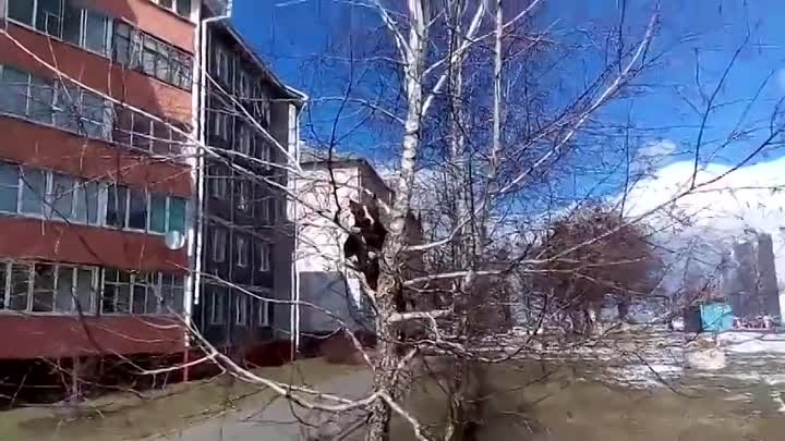 Собака гоняет котов по деревьям