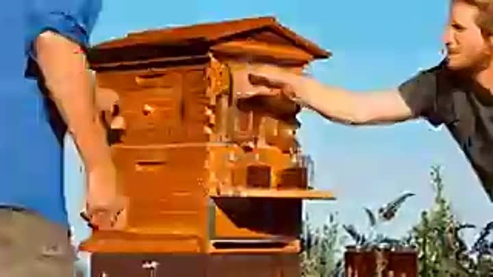Сколько мёда приносит улей.