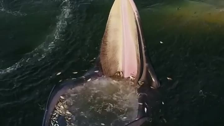 Удивительное зрелище синего кита за обедом