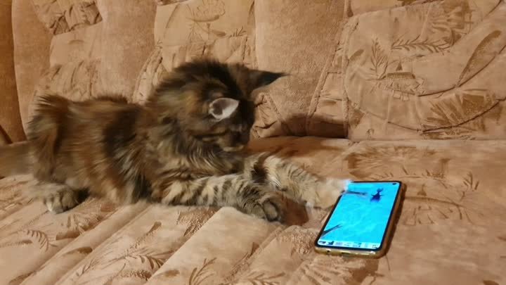 Игра для кошек на смартфон
