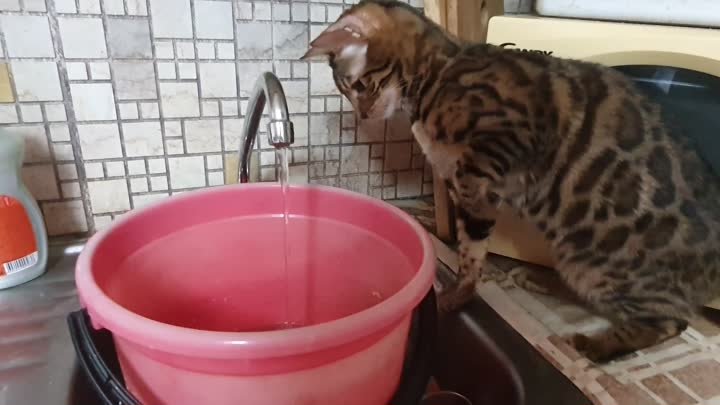 Бенгальская кошка и вода