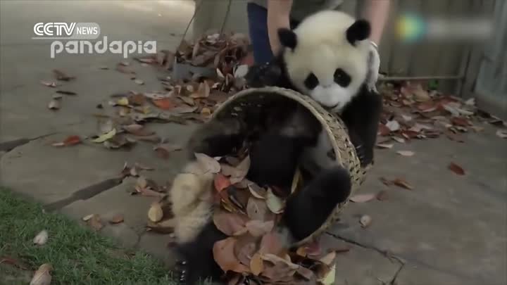 Забавные Панды мешают женщине убирать мусор