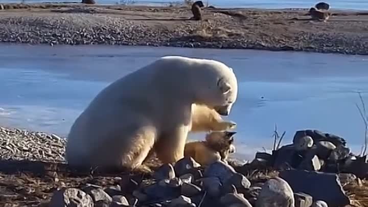 Одинокий полярный медвежонок нашёл себе друга