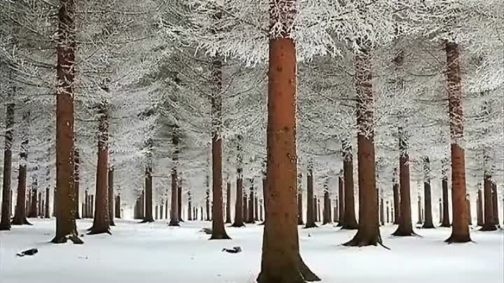 В С ВЫСОЦКИЙ ЛИРИЧЕСКАЯ