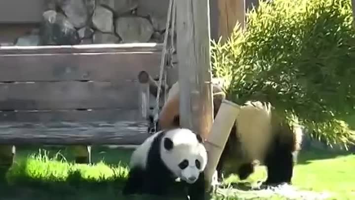 Панда играет с детенышем.