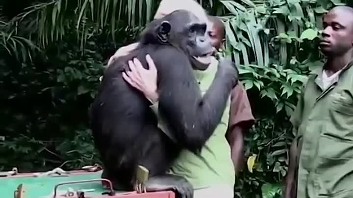 Шимпанзе вкладывают в объятия то же значение, что и человек. 