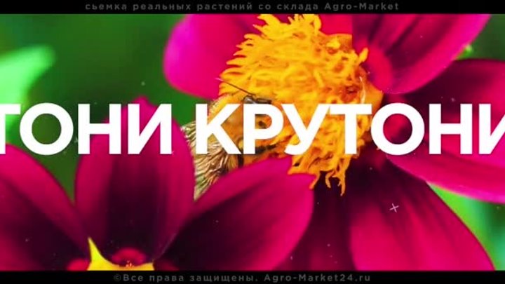 Тайная Акция _ТОНИ КРУТОНИ_ от AGRO-MARKET24 [только для подписчиков ...