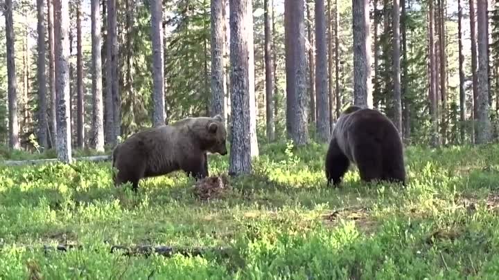 Русский медведь-набить морду, святое дело