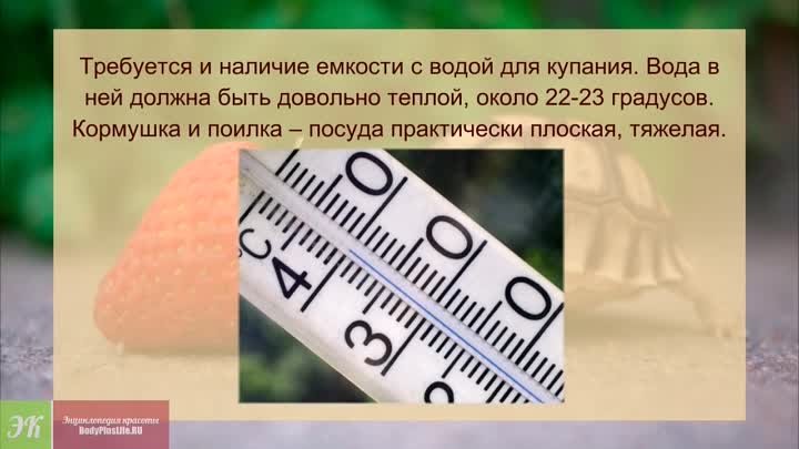 Как ухаживать за черепахой ПРАВИЛЬНЫЙ уход за черепахой в домашних у ...