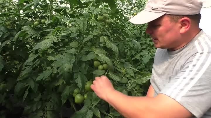 Никогда не удаляйте на томатах эти листья!!!