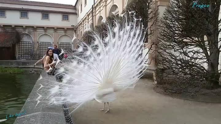 Красавец белый павлин