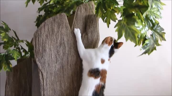 Дом - дерево для кошек!