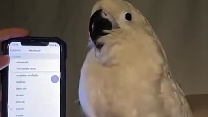 Ритмичный попугайчик