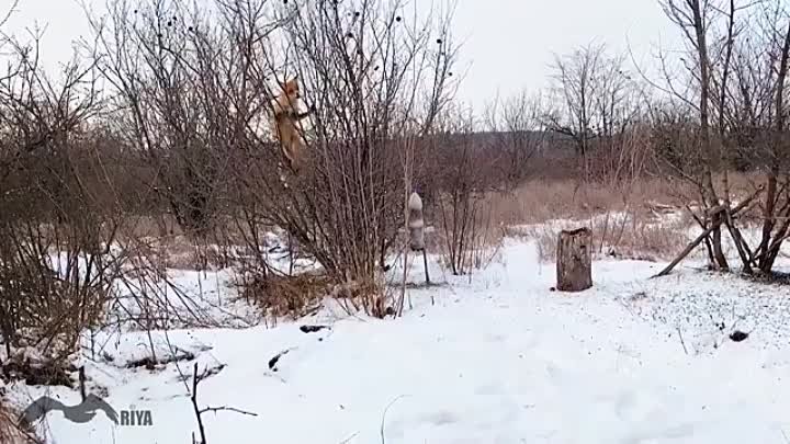 Крымская лиса ворует сало... 