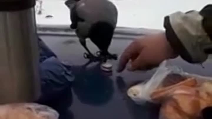 Ворона выпивает с мужиками