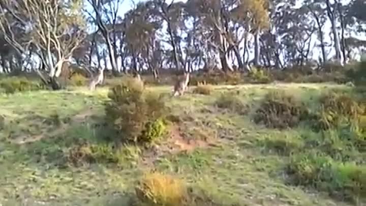 Живые кенгуру ЕСТЬ