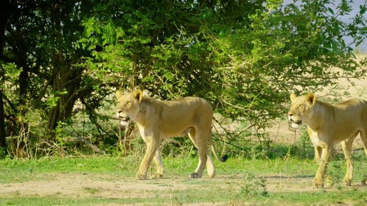 5K African Wildlife Documentary Film - Mana Pools National Park, Zim ...