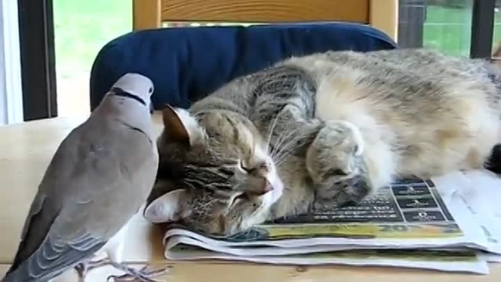 голубь пристает к коту)ахахах)))