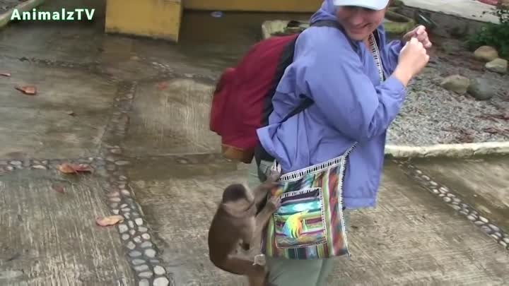 Funny Monkeys Stealing Things Compilation July 2014