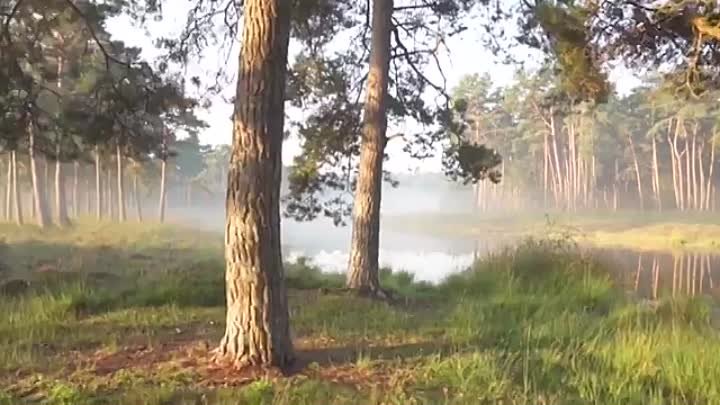 Ничего НЕ бойся! Только ты молись! "Чтобы пройти Без единой беды, сквозь..." Св. Николай Сербский.