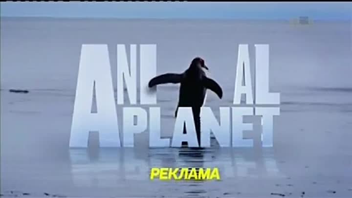 Все рекламные заставки (Animal Planet, 2015-2016)