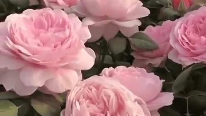 розыы